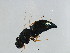 ( - DRUP-WAL.1-YN-2)  @14 [ ] CreativeCommons - Attribution (2008) Unspecified Centre for Biodiversity Genomics