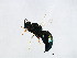  ( - DRUP-WAL.1-YN-6)  @14 [ ] CreativeCommons - Attribution (2008) Unspecified Centre for Biodiversity Genomics