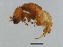  (Philotrypesis sp. 2-DRUP - DRUP-M.2-YN-3)  @13 [ ] CreativeCommons - Attribution (2008) Unspecified Centre for Biodiversity Genomics