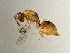  (Sycophila sp. 3 1-BEN - BEN-SPH.3.1-HN-1)  @14 [ ] Unspecified (default): All Rights Reserved  Unspecified Unspecified