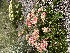  (Eriogonum umbellatum - YNP_HKH162)  @11 [ ] CreativeCommons  Attribution Non-Commercial (by-nc) (2025) Unspecified Yellowstone National Park Herbarium 