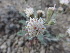  ( - YNP_HKH164)  @11 [ ] CreativeCommons  Attribution Non-Commercial (by-nc) (2025) Unspecified Yellowstone National Park Herbarium 