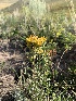  (Chrysothamnus viscidiflorus - YNP_HKH072)  @11 [ ] CreativeCommons  Attribution Non-Commercial (by-nc) (2024) Unspecified Yellowstone National Park Herbarium 