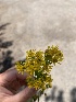  (Solidago missouriensis - YNP_HKH264)  @11 [ ] CreativeCommons  Attribution Non-Commercial (by-nc) (2024) Unspecified Yellowstone National Park Herbarium 