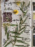  ( - YNP_HKH348)  @11 [ ] CreativeCommons  Attribution Non-Commercial (by-nc) (2024) Unspecified Yellowstone National Park Herbarium 