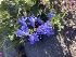  (Penstemon cyaneus - YNP_HKH561)  @11 [ ] CreativeCommons  Attribution Non-Commercial (by-nc) (2025) Unspecified Yellowstone National Park Herbarium 
