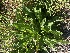  (Taraxacum officinale - YNP_HKH028)  @11 [ ] CreativeCommons  Attribution Non-Commercial (by-nc) (2025) Unspecified Yellowstone National Park Herbarium 