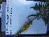  ( - YNP_HKH372)  @11 [ ] CreativeCommons  Attribution Non-Commercial (by-nc) (2024) Unspecified Yellowstone National Park Herbarium