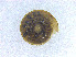  ( - BORMOL6404)  @11 [ ] CreativeCommons  Attribution Non-Commercial Share-Alike (2017) Chang Zi Yuan Universiti Malaysia Sabah, BORNEENSIS Reference Collection Centre