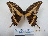  ( - CH-0000653-A04)  @13 [ ] CreativeCommons  Attribution Non-Commercial Share-Alike (2016) Hugo Álvarez Museo de Zoología, El Colegio de la Frontera Sur, Unidad Chetumal