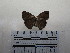  ( - CH-0000653-H11)  @12 [ ] CreativeCommons  Attribution Non-Commercial Share-Alike (2016) Hugo Álvarez Museo de Zoología, El Colegio de la Frontera Sur, Unidad Chetumal