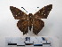  (Epargyreus aspina - CH-0000654-E05)  @13 [ ] CreativeCommons  Attribution Non-Commercial Share-Alike (2016) Hugo Álvarez Museo de Zoología, El Colegio de la Frontera Sur, Unidad Chetumal