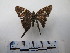  ( - CH-0000654-E06)  @13 [ ] CreativeCommons  Attribution Non-Commercial Share-Alike (2016) Hugo Álvarez Museo de Zoología, El Colegio de la Frontera Sur, Unidad Chetumal