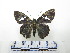 (Narcosius parisi - CH-0000654-F04)  @11 [ ] CreativeCommons  Attribution Non-Commercial Share-Alike (2016) Hugo Álvarez Museo de Zoología, El Colegio de la Frontera Sur, Unidad Chetumal