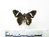  ( - CH-0000654-H02)  @13 [ ] CreativeCommons  Attribution Non-Commercial Share-Alike (2016) Hugo Álvarez Museo de Zoología, El Colegio de la Frontera Sur, Unidad Chetumal