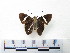  ( - CH-0000654-H02)  @12 [ ] CreativeCommons  Attribution Non-Commercial Share-Alike (2016) Hugo Álvarez Museo de Zoología, El Colegio de la Frontera Sur, Unidad Chetumal