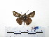  ( - CH-0000654-H09)  @14 [ ] CreativeCommons  Attribution Non-Commercial Share-Alike (2016) Hugo Álvarez Museo de Zoología, El Colegio de la Frontera Sur, Unidad Chetumal