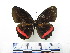  ( - CH-0000655-A02)  @11 [ ] CreativeCommons  Attribution Non-Commercial Share-Alike (2016) Hugo Alvarez Museo de Zoología, El Colegio de la Frontera Sur, Unidad Chetumal