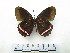  ( - CH-0000655-A02)  @11 [ ] CreativeCommons  Attribution Non-Commercial Share-Alike (2016) Hugo Alvarez Museo de Zoología, El Colegio de la Frontera Sur, Unidad Chetumal