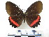  ( - CH-0000655-B12)  @11 [ ] CreativeCommons  Attribution Non-Commercial Share-Alike (2016) Hugo Alvarez Museo de Zoología, El Colegio de la Frontera Sur, Unidad Chetumal