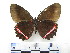  ( - CH-0000655-B12)  @11 [ ] CreativeCommons  Attribution Non-Commercial Share-Alike (2016) Hugo Alvarez Museo de Zoología, El Colegio de la Frontera Sur, Unidad Chetumal
