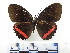  ( - CH-0000655-C01)  @11 [ ] CreativeCommons  Attribution Non-Commercial Share-Alike (2016) Hugo Alvarez Museo de Zoología, El Colegio de la Frontera Sur, Unidad Chetumal