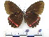  ( - CH-0000655-C01)  @11 [ ] CreativeCommons  Attribution Non-Commercial Share-Alike (2016) Hugo Alvarez Museo de Zoología, El Colegio de la Frontera Sur, Unidad Chetumal