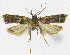  (Athymoris martialis - NKU_YS035)  @11 [ ] CreativeCommons - Attribution Share-Alike (2021) Unspecified Nankai University, College of Life Sciences