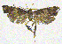 (Halolaguna discoidea - NKU_YS040)  @11 [ ] CreativeCommons - Attribution Share-Alike (2021) Unspecified Nankai University, College of Life Sciences