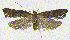  (Halolaguna oncopteryx - NKU_YS041)  @11 [ ] CreativeCommons - Attribution Share-Alike (2021) Unspecified Nankai University, College of Life Sciences