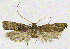  (Halolaguna sublaxata - NKU_YS039)  @11 [ ] CreativeCommons - Attribution Share-Alike (2021) Unspecified Nankai University, College of Life Sciences