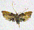  (Philharmonia - NKU_YS023)  @11 [ ] CreativeCommons - Attribution Share-Alike (2021) Unspecified Nankai University, College of Life Sciences