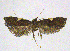 (Thubana deltaspis - NKU_YS015)  @11 [ ] CreativeCommons - Attribution Share-Alike (2021) Unspecified Nankai University, College of Life Sciences