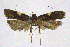  (Thubana dialeukos - NKU_YS014)  @11 [ ] CreativeCommons - Attribution Share-Alike (2021) Unspecified Nankai University, College of Life Sciences