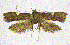  (Thubana leucosphena - NKU_YS016)  @11 [ ] CreativeCommons - Attribution Share-Alike (2021) Unspecified Nankai University, College of Life Sciences