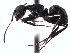  (Camponotus ACY2293 - BC10D10B5T2)  @13 [ ] CreativeCommons - Attribution (2015) David Donoso UTPL