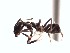  (Linepithema neotropicum - BCYT270)  @13 [ ] CreativeCommons - Attribution (2015) David Donoso UTPL