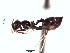  (Crematogaster longispinosa - BCYT316)  @13 [ ] CreativeCommons - Attribution (2015) David Donoso UTPL