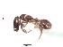  (Solenopsis ACF3835 - BCYT607)  @14 [ ] CreativeCommons - Attribution (2015) David Donoso UTPL