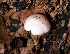  (Pluteus pellitus - TRTC052589)  @11 [ ] CreativeCommons - Attribution Non-Commercial (2007) TRTC Fungarium, ROM; R. W. Fisher Unspecified