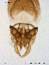  ( - GL26)  @12 [ ] CreativeCommons - Attribution Non-Commercial Share-Alike (2011) Elisabeth Stur Norwegian University of Science and Technology, Museum of Natural History and Archaeology
