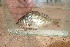  ( - TVB3)  @11 [ ] Copyright (c) (2020) Frederic D.B. Schedel University of Basel