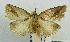  (Isochaetes tapantiensis - USNM ENT 00172992)  @11 [ ] Unspecified (default): All Rights Reserved  Unspecified Unspecified