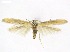  (Coleophora carchara - NKU-ZBX0011)  @11 [ ] Copyright (2026) Unspecified Unspecified