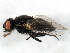  (Drymeia groenlandica - BIOUG01013-D12)  @14 [ ] CreativeCommons - Attribution (2011) CBG Photography Group Centre for Biodiversity Genomics