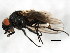  ( - BIOUG01013-E10)  @13 [ ] CreativeCommons - Attribution (2011) CBG Photography Group Centre for Biodiversity Genomics