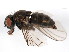  (Spilogona tornensis - BIOUG01014-A05)  @14 [ ] CreativeCommons - Attribution (2011) CBG Photography Group Centre for Biodiversity Genomics