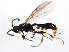  (Stenomacrus sp. 1ZERO - BIOUG01044-A06)  @14 [ ] CreativeCommons - Attribution (2011) CBG Photography Group Centre for Biodiversity Genomics