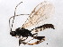  (Stenomacrus sp. 2ZERO - BIOUG01913-D02)  @14 [ ] CreativeCommons - Attribution (2012) CBG Photography Group Centre for Biodiversity Genomics