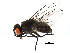  ( - BIOUG01914-A12)  @12 [ ] CreativeCommons - Attribution (2012) CBG Photography Group Centre for Biodiversity Genomics